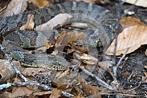 Close-up of the head of a Northern Water Snake Nerodia sipedon