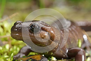 Close up of the head of a Nortwestern salamander, Ambystoma gracile