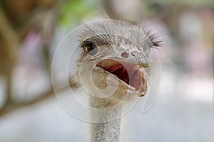 close up head ostrich