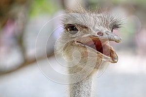 close up head ostrich