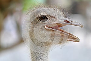 close up head ostrich