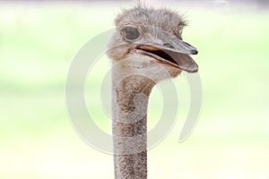 close up head ostrich