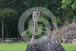 close - up of a head ostrich