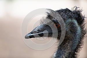 Close-up of head of ostrich