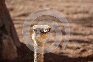 close-up of head of ostrich background ostrich head of ostrich