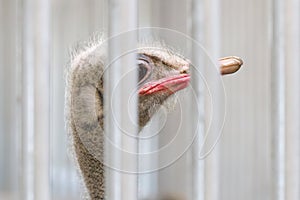 Close-up of head of ostrich