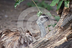 Close up on the head of an ostrich