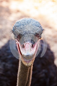 Close up head of ostrich in field