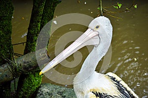 Close up head of pelican