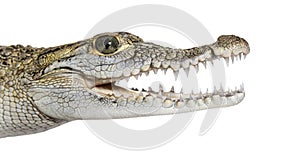 Close-up of the head of a Philippine crocodile with its mouth wide open, showing its fangs, Crocodylus mindorensis, isolated on