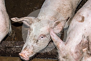 Close-up Head of a Pig in a Pigsty