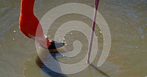 Close up of a head of a ping flamigo while it filters water for food