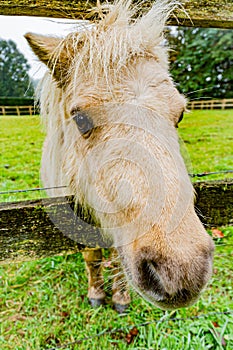 Close up of the head of a pony between a wooden fence