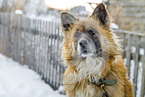 Close up head portrait of big shaggy fair haired dog with a wooden fence on the background in winter