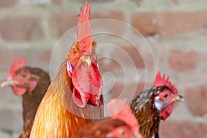 close up head portrait of a male chicken or rooster with beautiful orange feathers