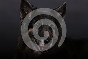 A close up head portrait of an ols german shepherd dog in the dark studio