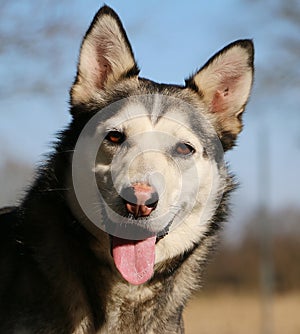 a Close-up head portrait of a pretty husky looking directly at the camera and standing in the garden