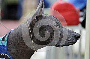 Close up head portrait rare Xolo Xoloitzcuintli Mexican Hairless dog