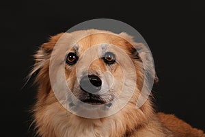 A close up of a head portrait from a shepherd mixed dog in front of a black wall