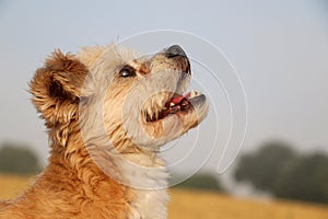 A close up head Portrait of a small brown havanese mixed dog is looking up in the stubble field
