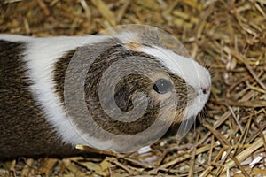 Close up of a head portrait from a small guinea pig