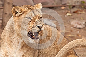 Of the head of a powerful and angry angry female lioness, grinning, slightly open jaws, snarling, symbolizing a pent-up rage in