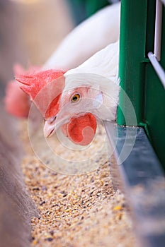 Close-up of the head of a purebred white chicken in a cage on the farm