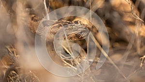 Close up of head of rattlesnake in dry grass