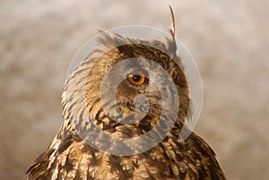 Close-up of the head of a real owl