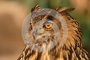 Close-up of the head of a real owl