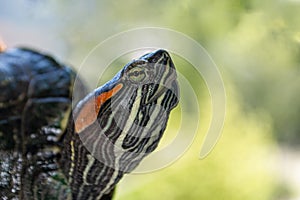 Close-up of the head of the red-eared slider turtle