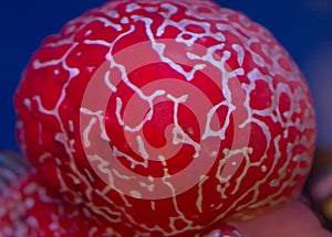 Flower horn fish head