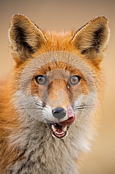 Close-up of head of a red fox, vulpes vulpes, looking straight to the camera licking lips.