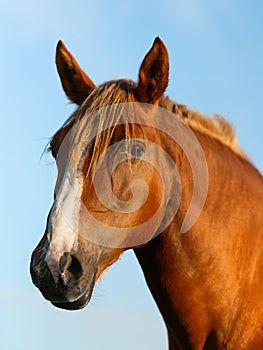 Close-up of the head of a red horse against the background of a clear blue sky. Vertical shot