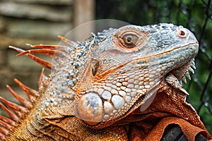 portrait of red iguanas chameleon or lizard. close-up shot head of reptile.