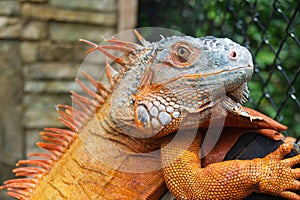 portrait of red iguanas chameleon or lizard. close-up shot head of reptile.