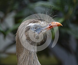 Close-up of the head of a Red-legged seriema, latin Cariama cristata. This bird belonged to the crane family