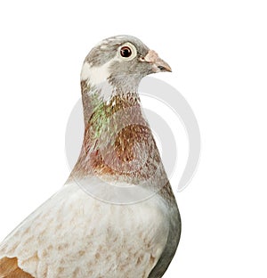 Close up head of red mealy feather color homing pigeon bird isolated white background