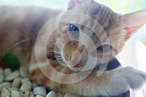 Close up head of an red tabby cat with green eyes