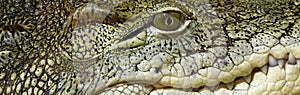 Close-up Head of Reptile.