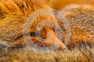 Close up of the head of Resting European red fox