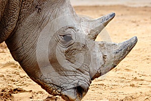 Rhino head close up in zoo in bavaria