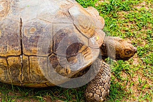 Close up of the head and right front leg of an old tortoise