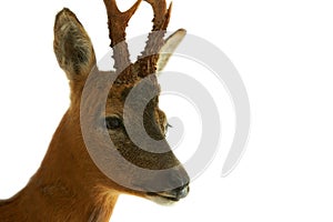 Close-up of head of roe deer, capreolus, buck isolated on white background.