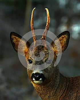 A close-up of the head of a roe deer male.