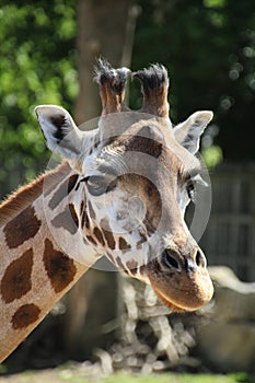 Rothschilds Giraffe photo