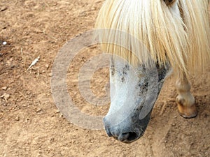 Close-up of head`s of white horse