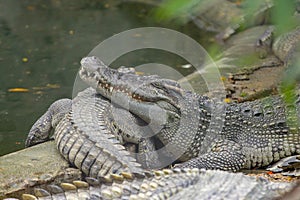Close up Head salt crocodile sleep on canal