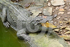 Close up Head salt crocodile sleep on canal