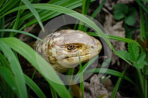 Close up of head of sheltopusik, scheltopusik, or European legless lizard (Pseudopus apodus) is a large glass reptile